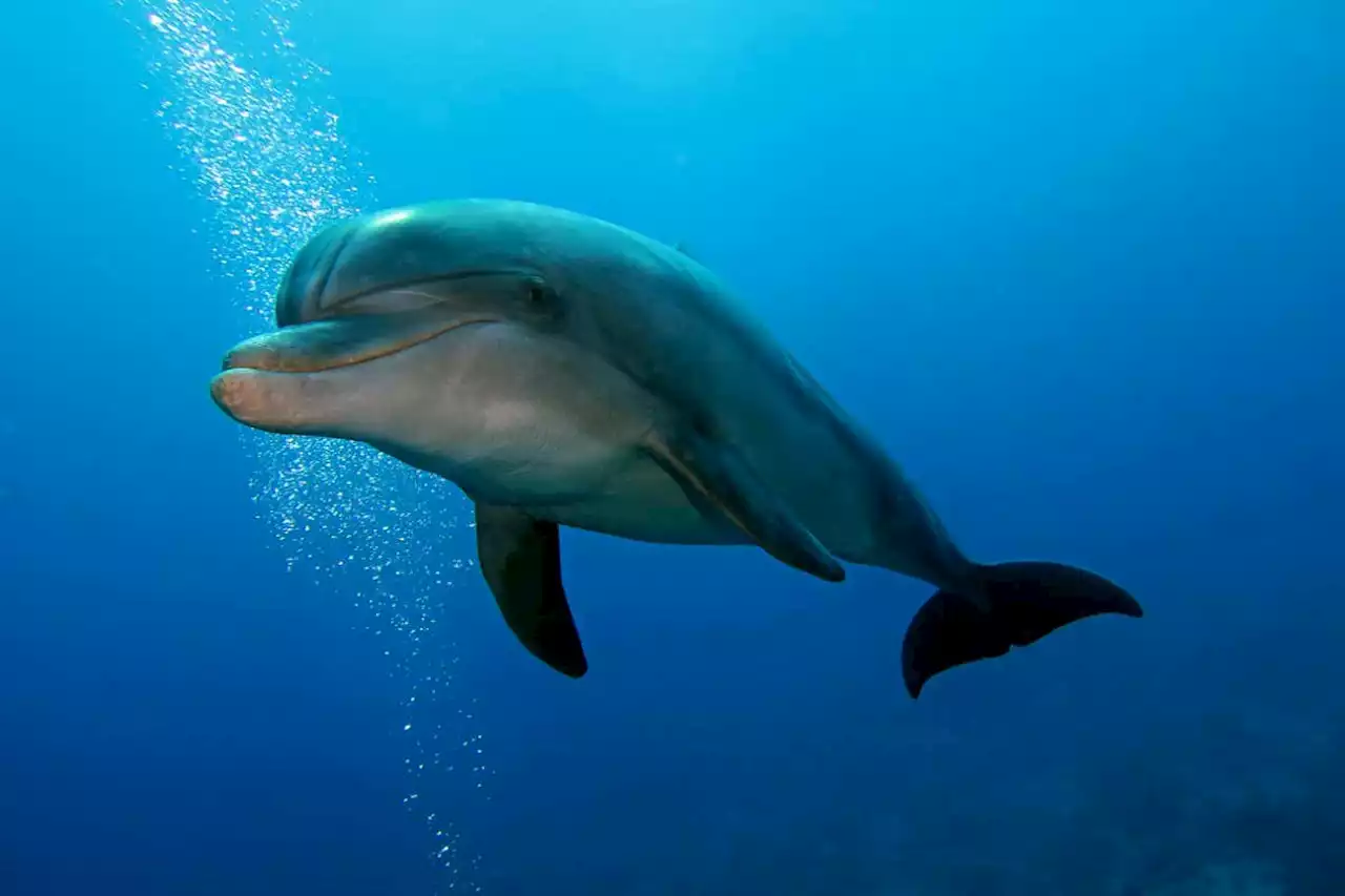 Deepwater Horizon oil spill linked to changes in dolphin gene activity