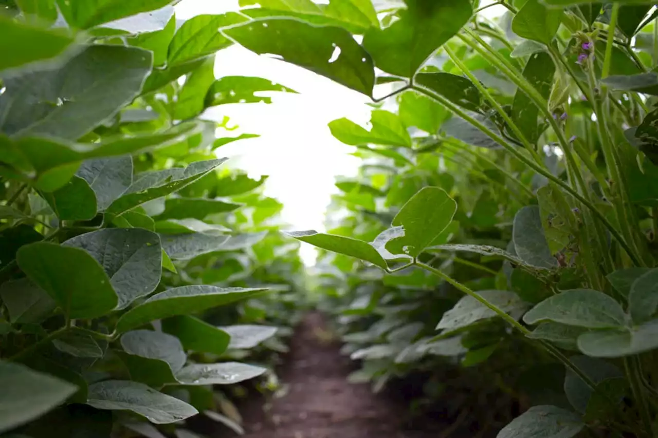 Genetic tweaks to upgrade photosynthesis boost soy yield by a fifth