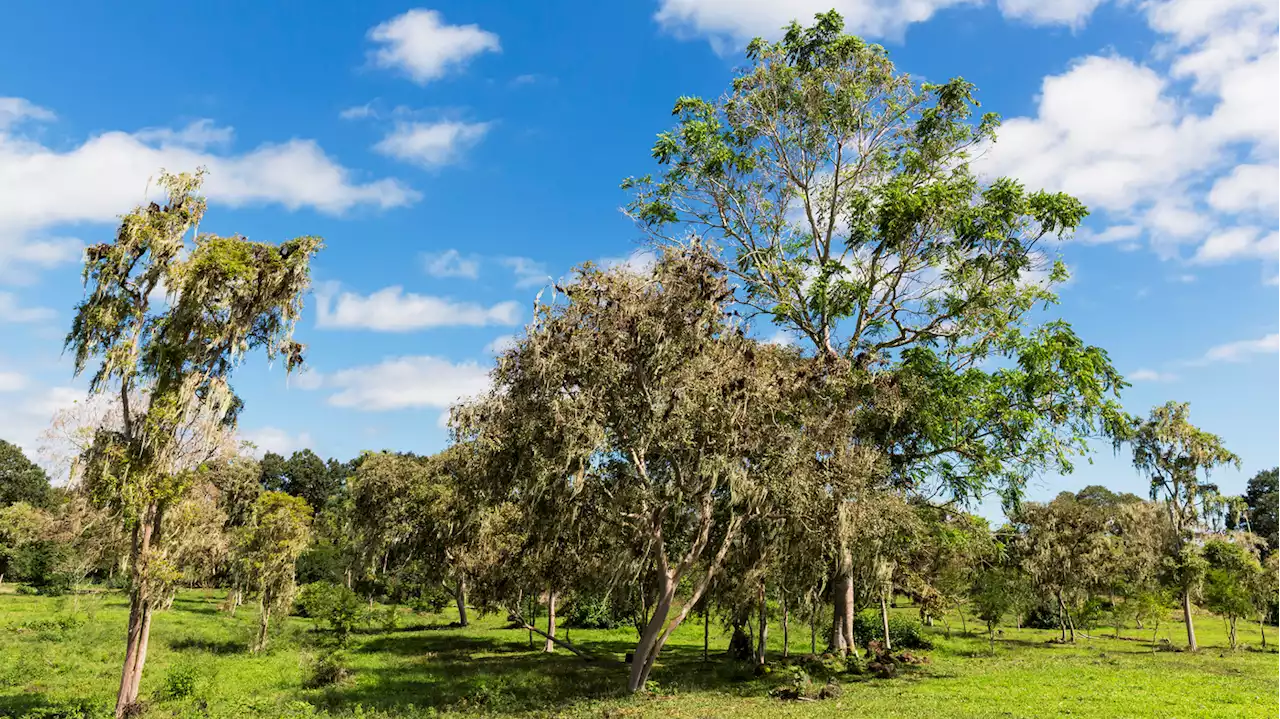 Sap from this tree will give you blisters, eating the apple-like fruit can kill you