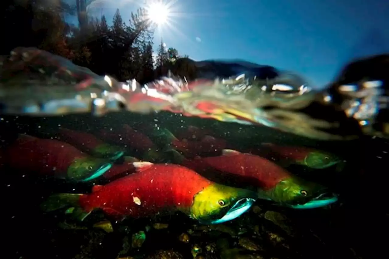 Concern for B.C. sockeye salmon as Fraser River return estimates drop by millions