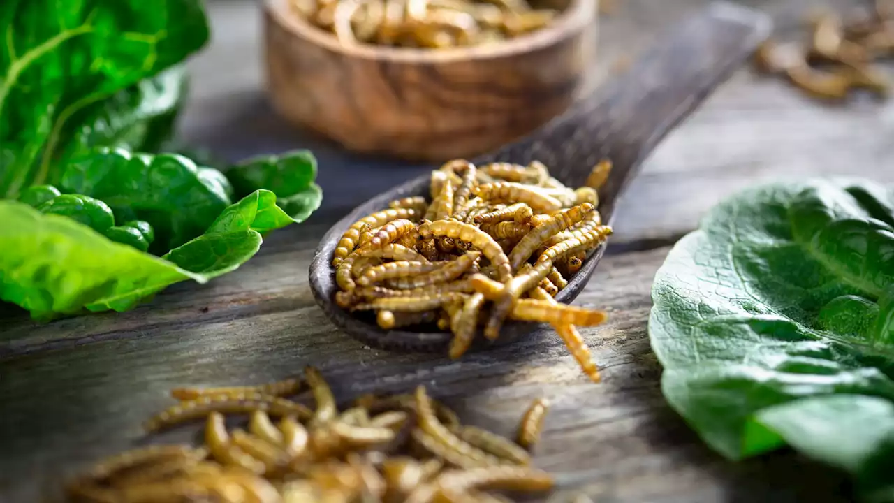 A new seasoning smells like meat thanks to sugar — and mealworms