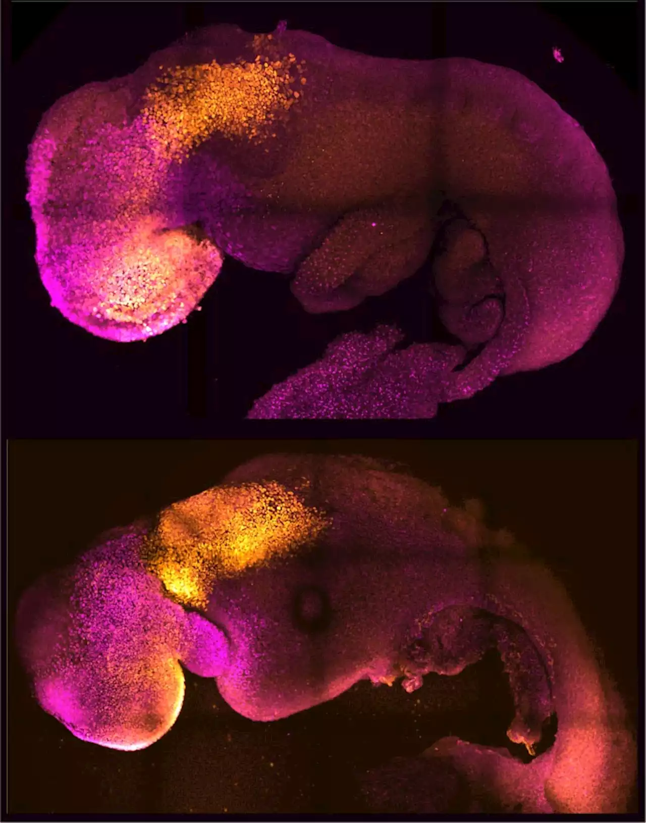 Scientists Grow “Synthetic” Mouse Embryo – With Brain and Beating Heart – From Stem Cells