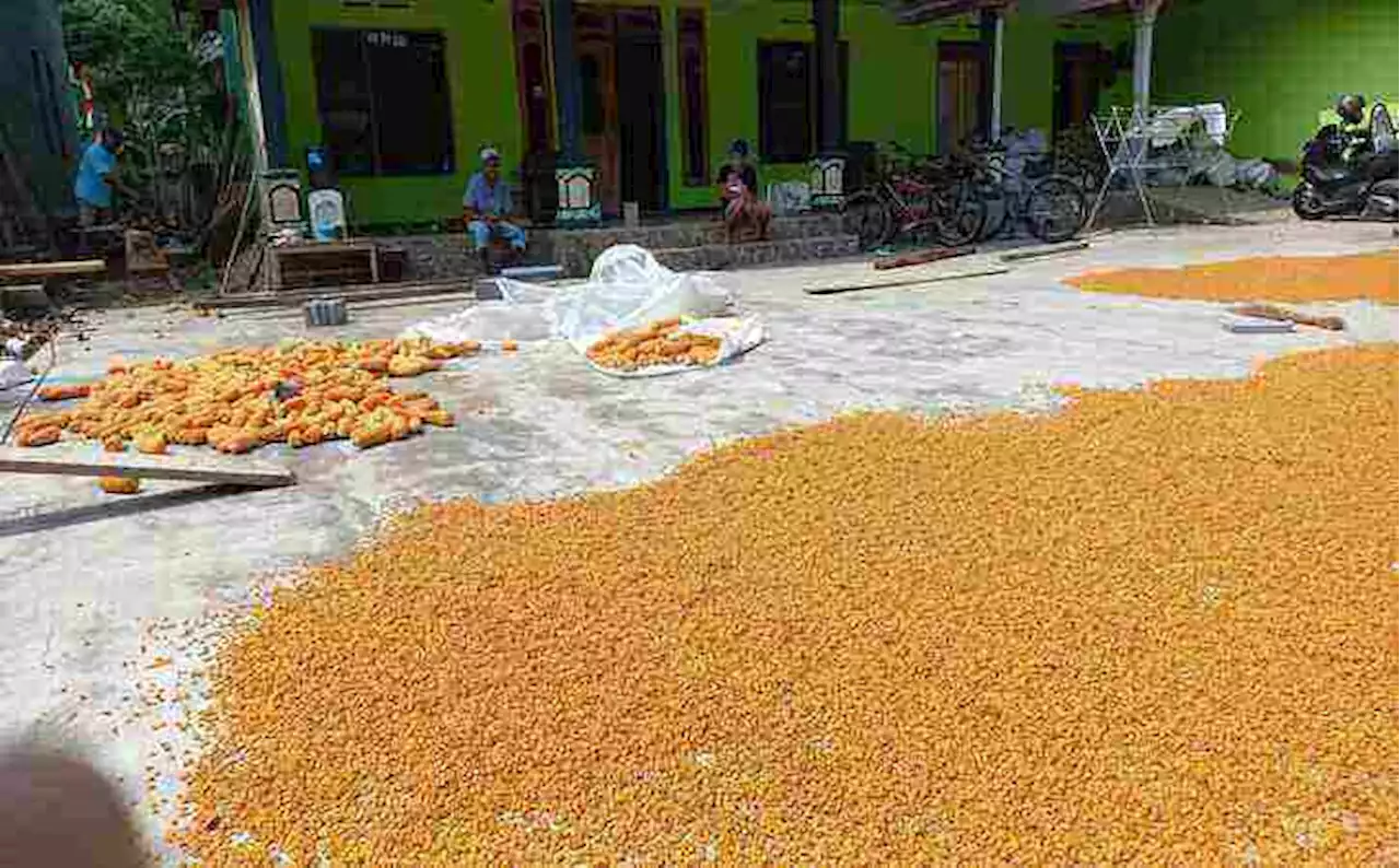 Marning Jagung Bikinan Warga Tulung Klaten Disukai Anak-Anak hingga Orangtua