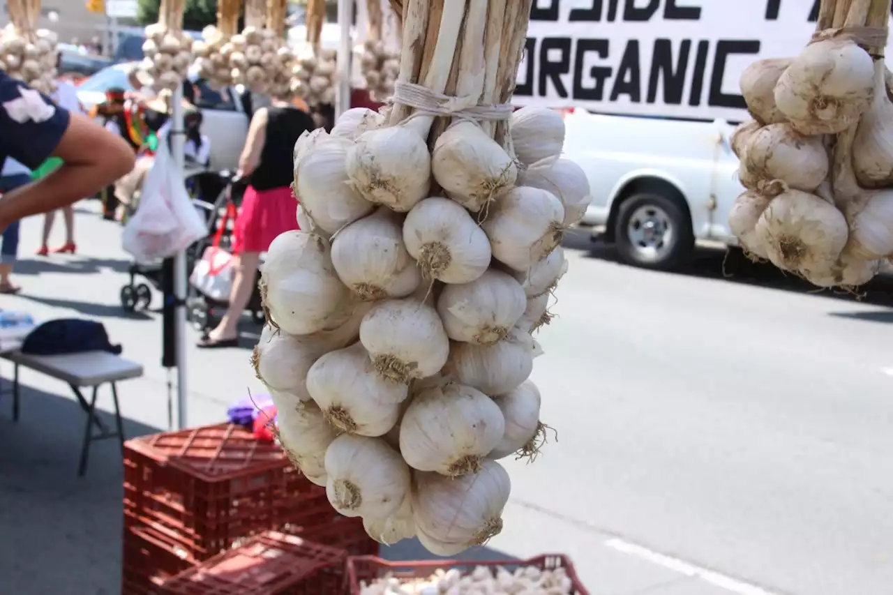 Ukrainian Garlic Food Fest runs Sunday