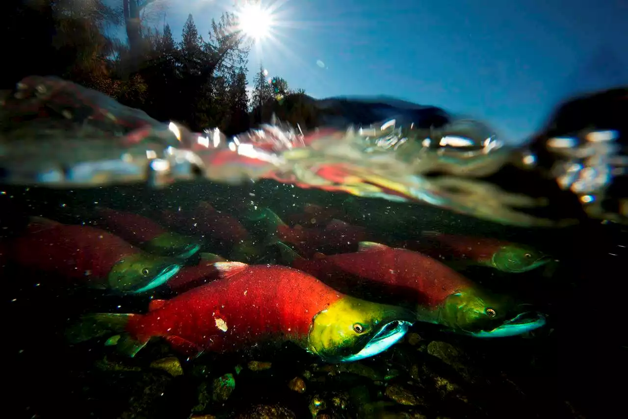 Concern for B.C. sockeye salmon as Fraser River return estimates drop by millions - Terrace Standard