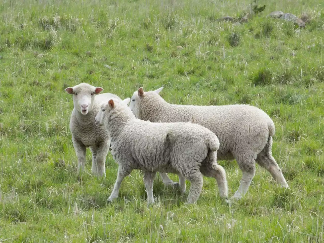 Anthrax kills nine livestock animals in Sask., herd isolating