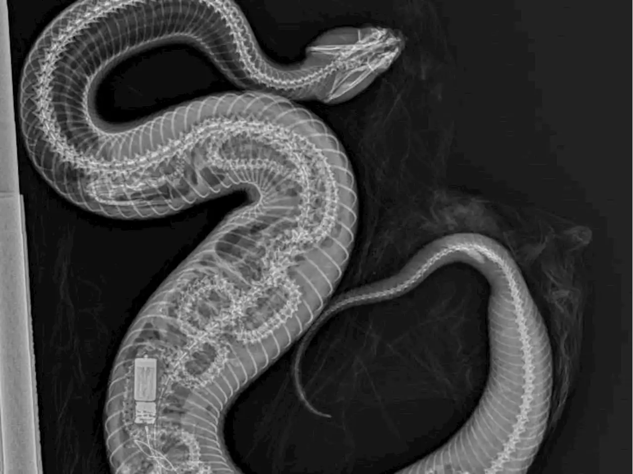 EAT OR BE EATEN: X-ray shows python inside cottonmouth snake