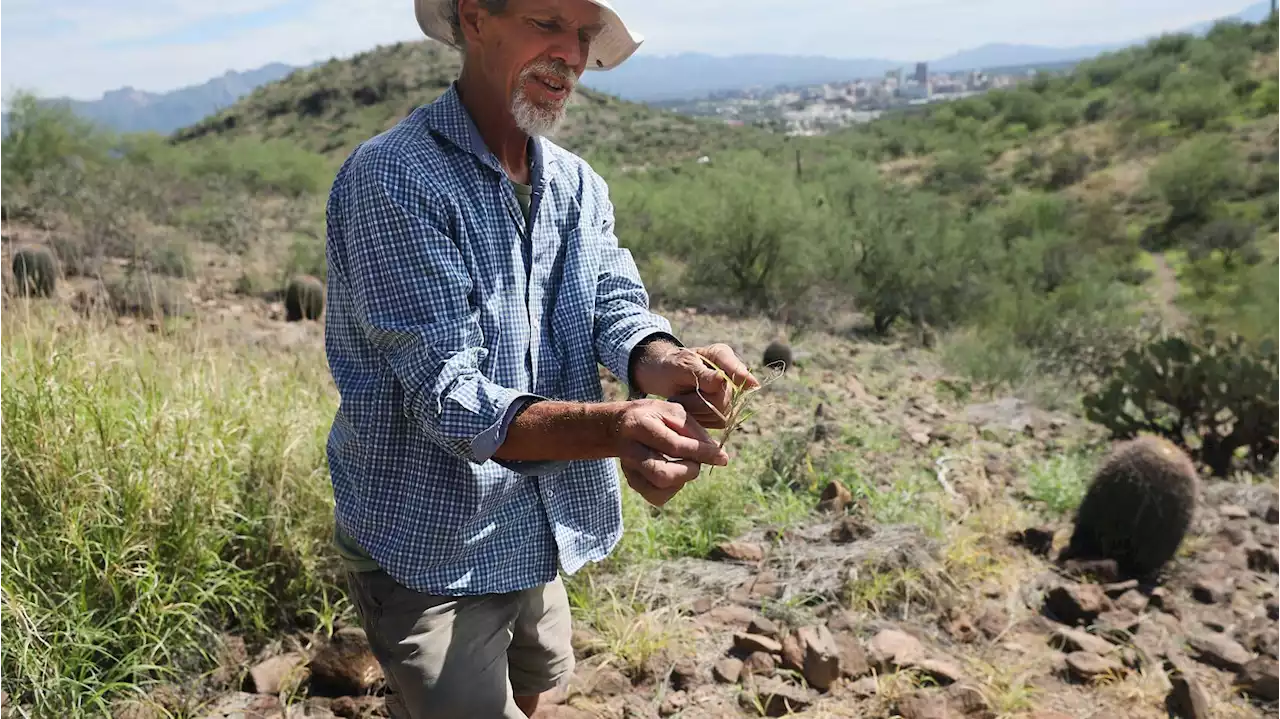 Weed wackers on Tumamoc Hill get fresh batch of buffel cash