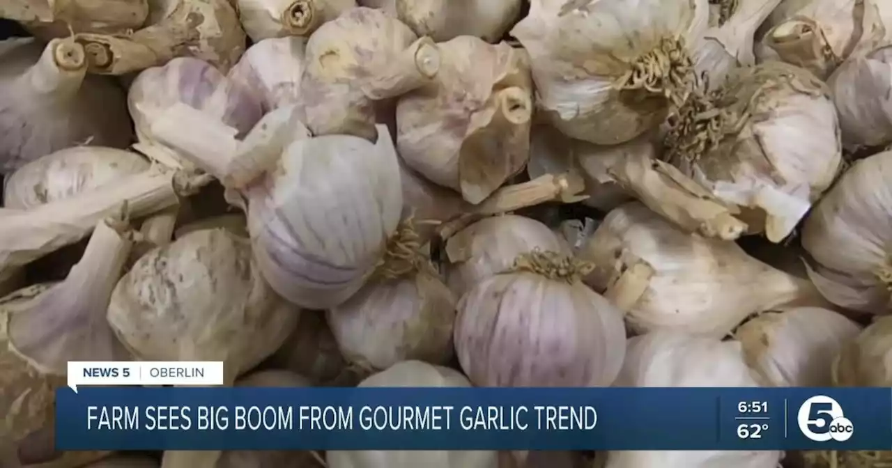 Local farm sees big boom from gourmet garlic trend