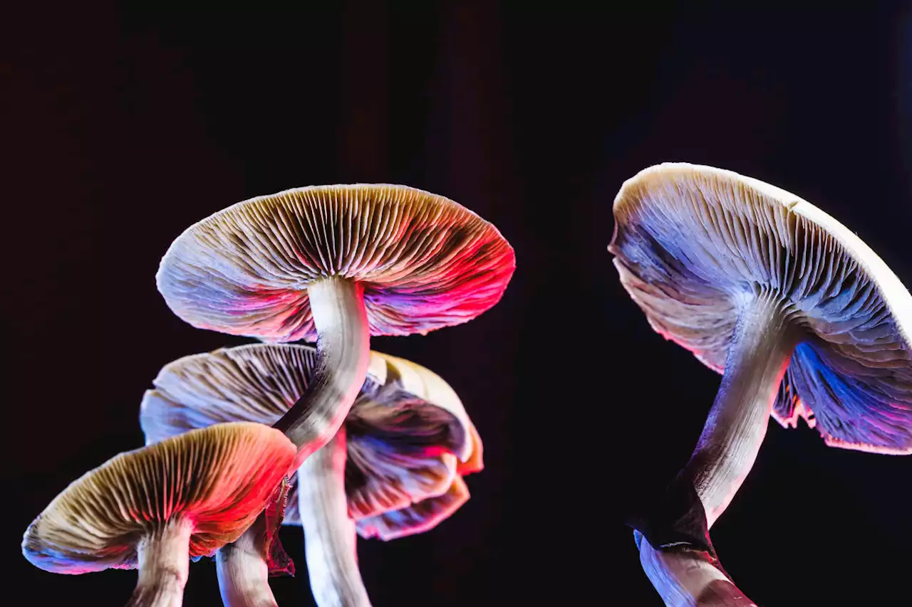 Psilocybin mushrooms found to help people with alcohol use disorder