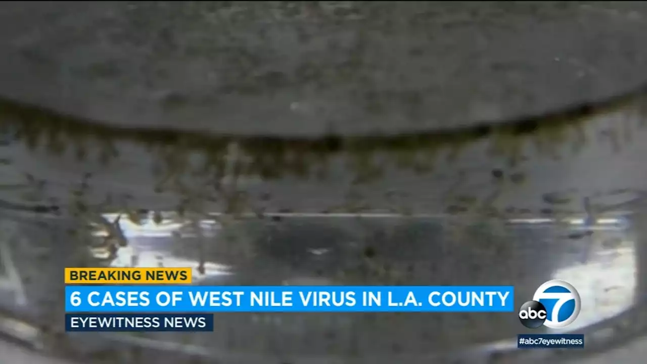 LA County reports 1st cases of West Nile virus in humans for 2022