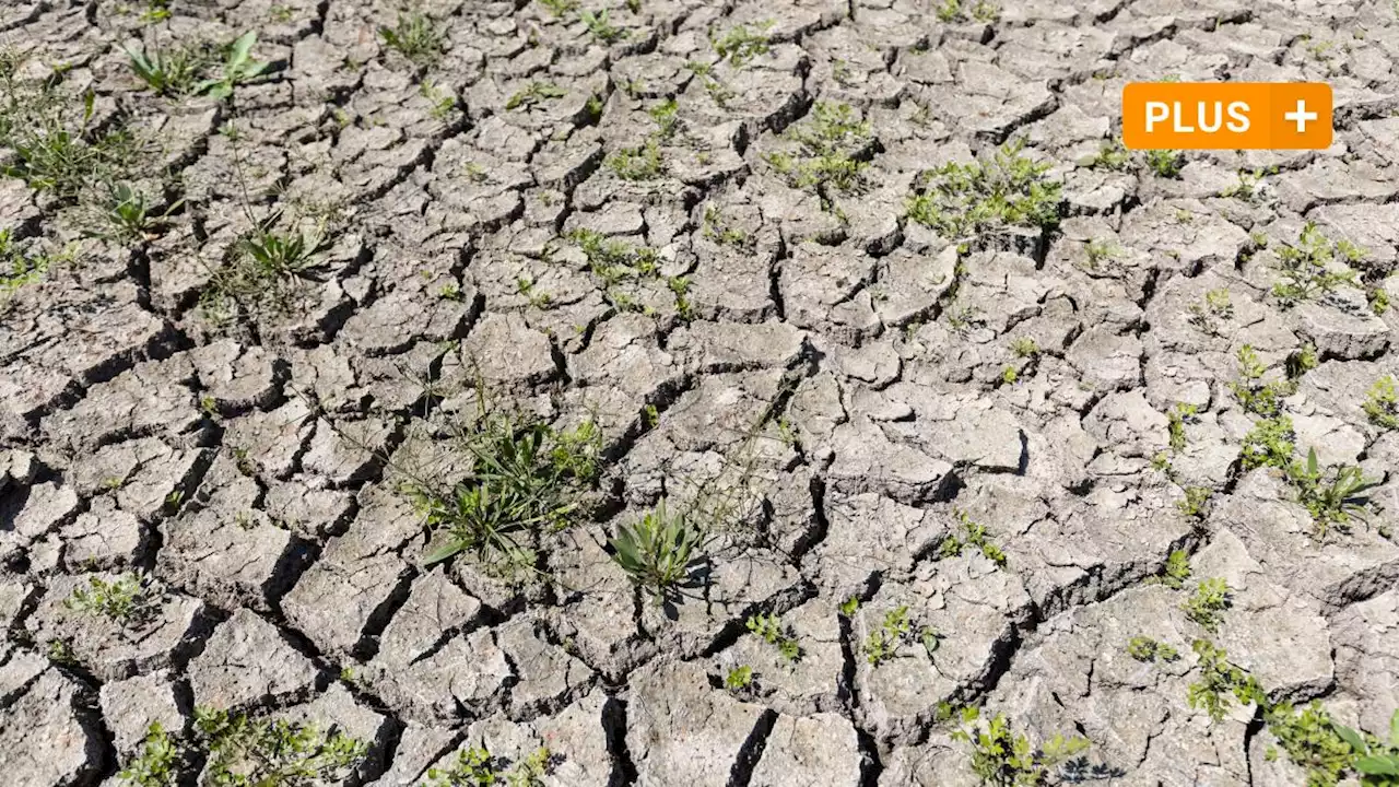 Mehr Krankheiten, sterbende Wälder: Der Klimawandel wird die Region verändern