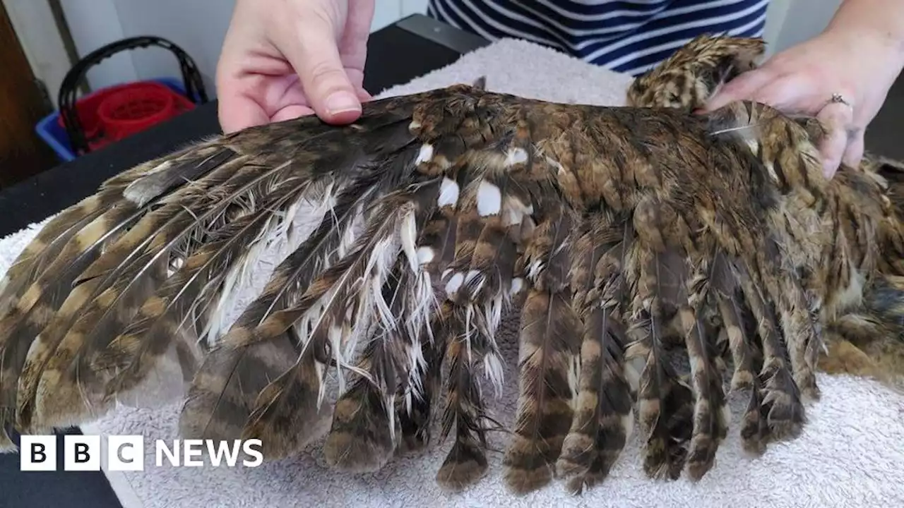 Tawny owl rescued after being injured by fishing line