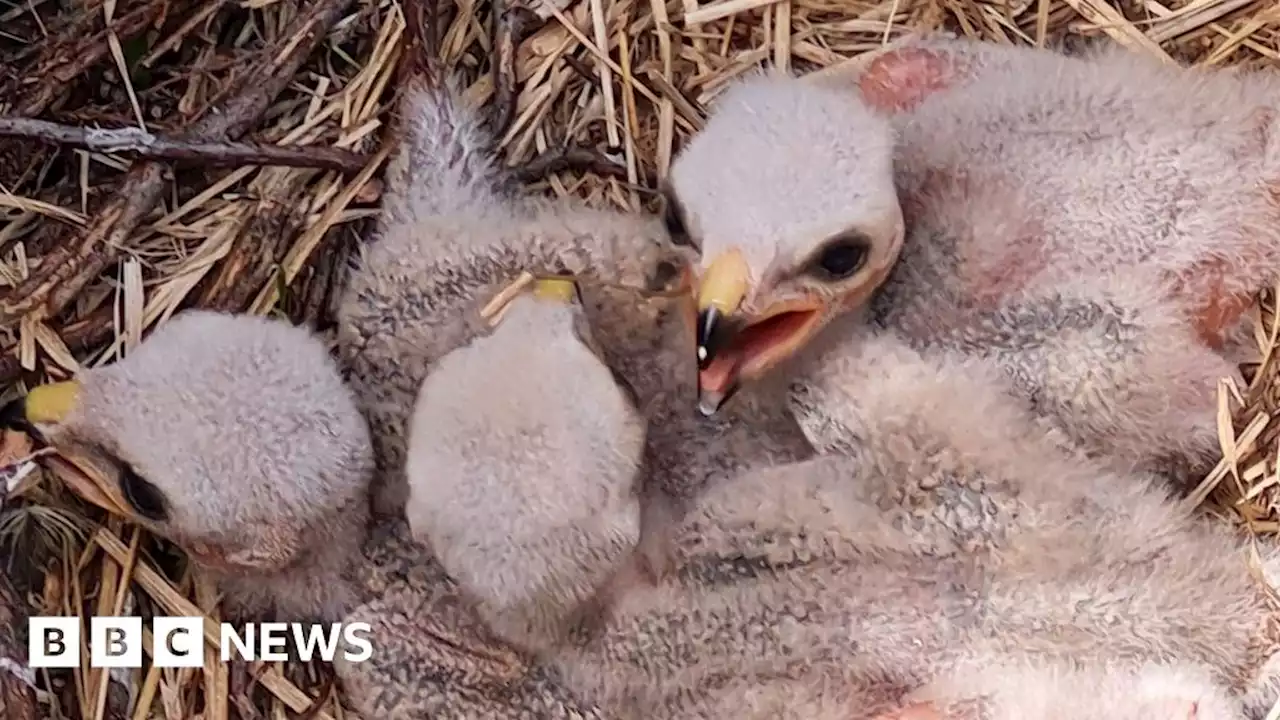 Hen harriers fledge in record numbers in northern England