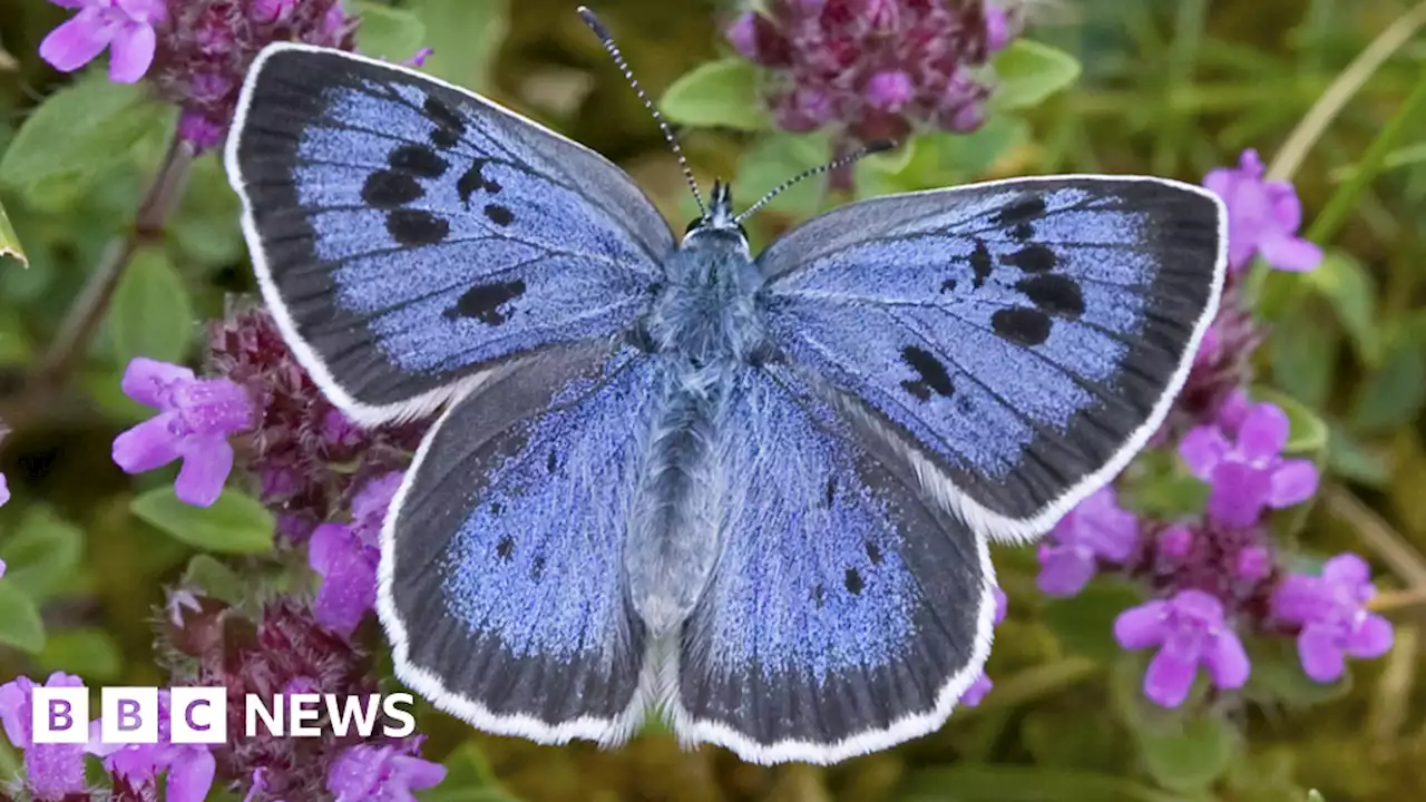 Huge recovery for butterfly once extinct in the UK