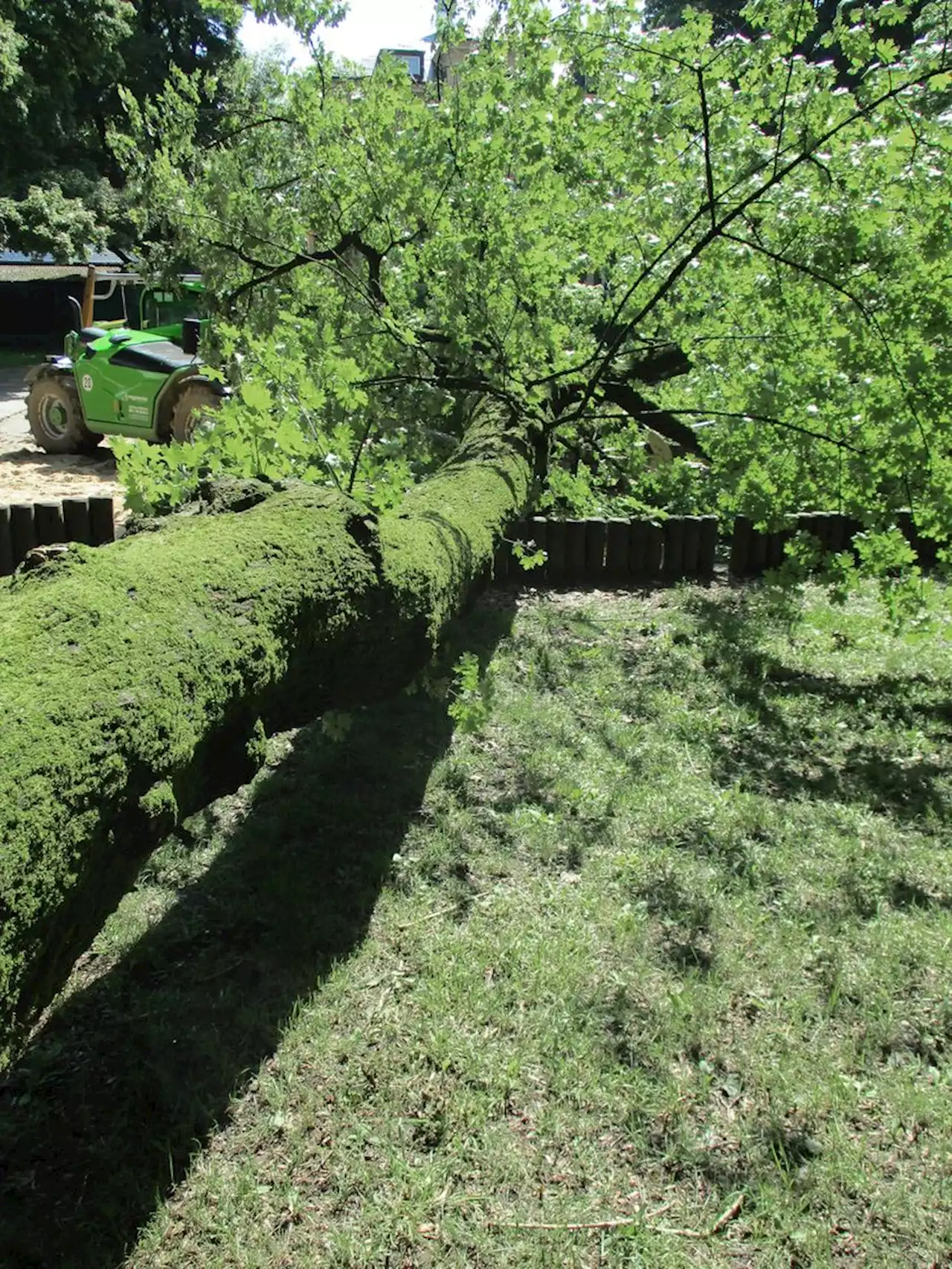 Kleinkind von Baum erschlagen: Strafbefehl gegen Baumkontrolleur