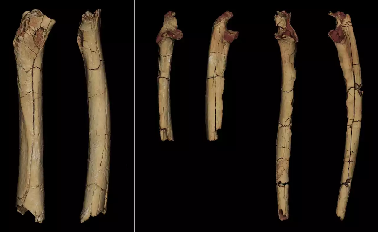 New study suggests oldest known human ancestors could walk upright - CBS News