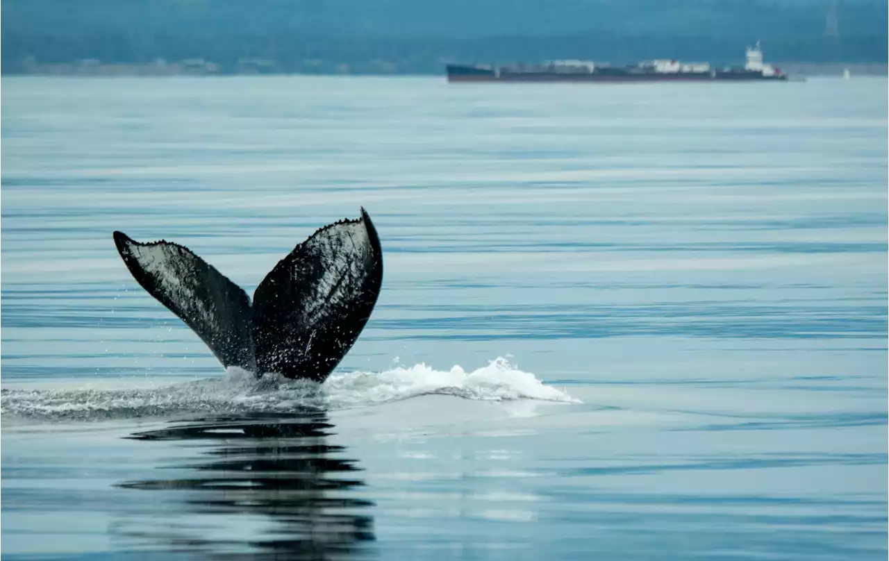 Discovery Islands surfacing as a humpback hot spot