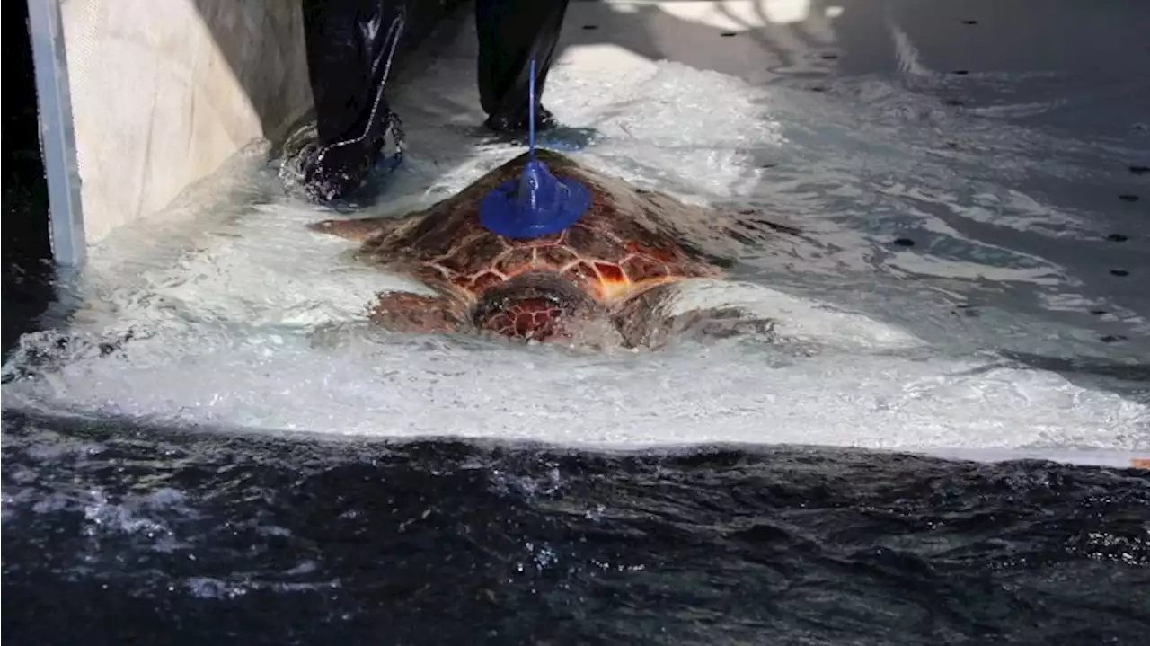 Schildkröte Salina schwimmt nun Langstrecke im Mittelmeer