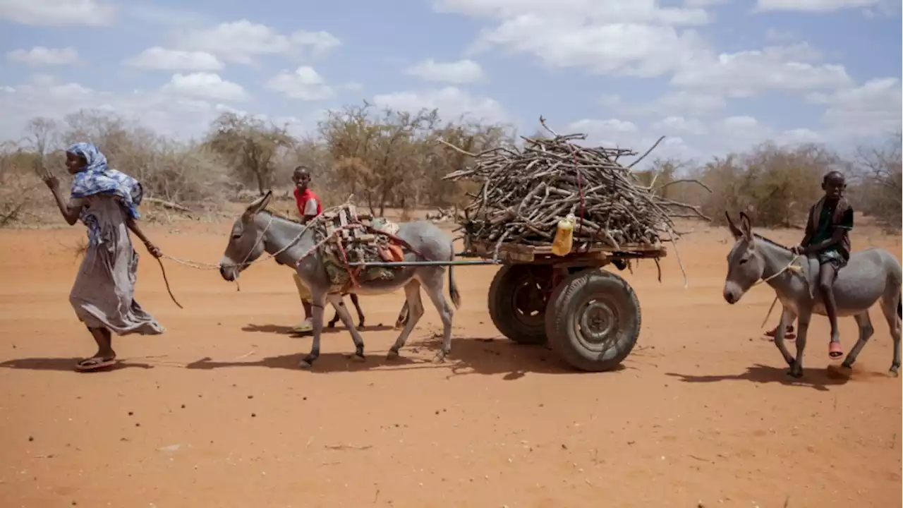 Horn of Africa on track for 5th failed rainy season: WMO