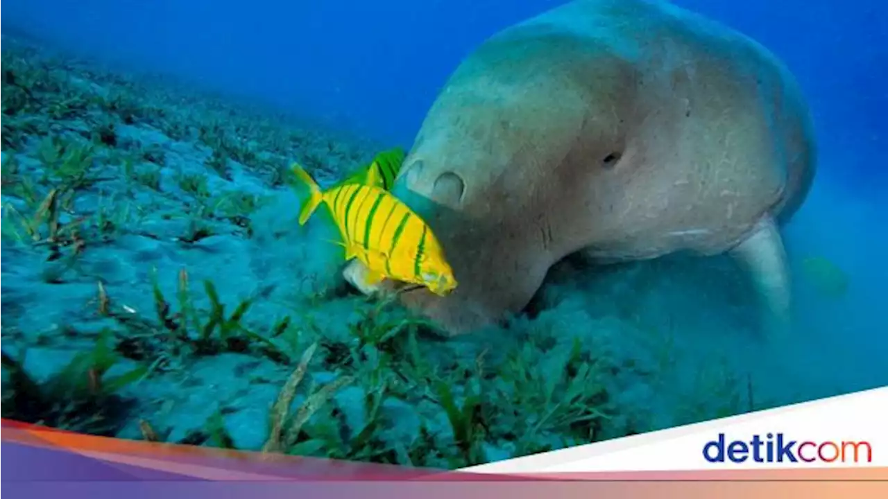 Dugong, Hewan Baik Hati yang Kian Malang Nasibnya