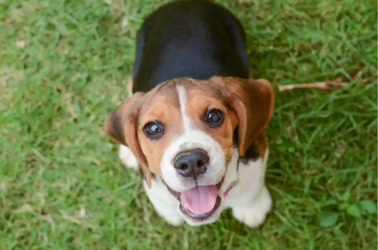 Dogs Shed Tears Of Joy When Reunited With Owners