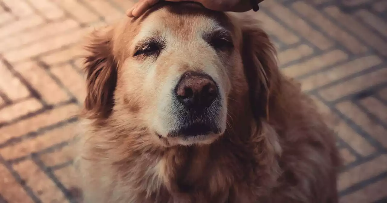 Dog dementia risk rises each year after age 10, but there are ways to ease it, study says