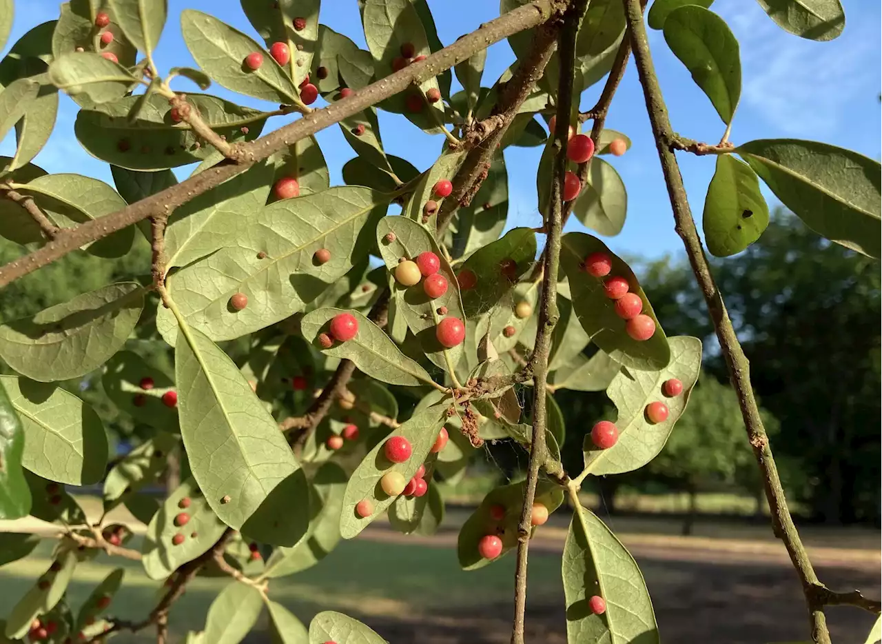 How do you get rid of crape myrtle sprouts in your yard?