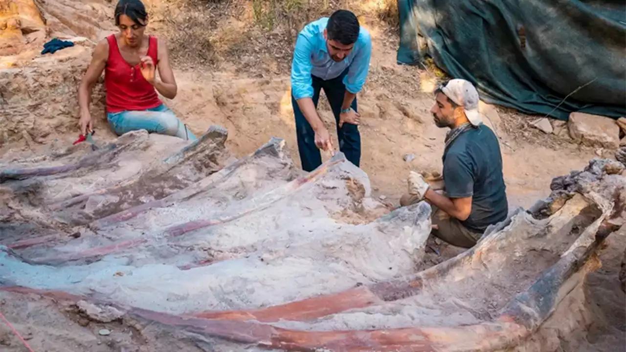 Portuguese man discovers 82-foot long dinosaur skeleton in his backyard