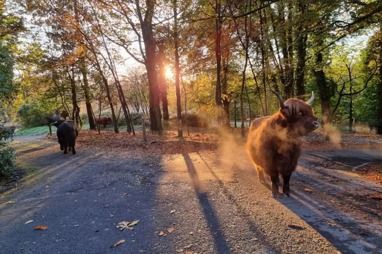 Highland cow escapes from enclosure to cool off in country park river