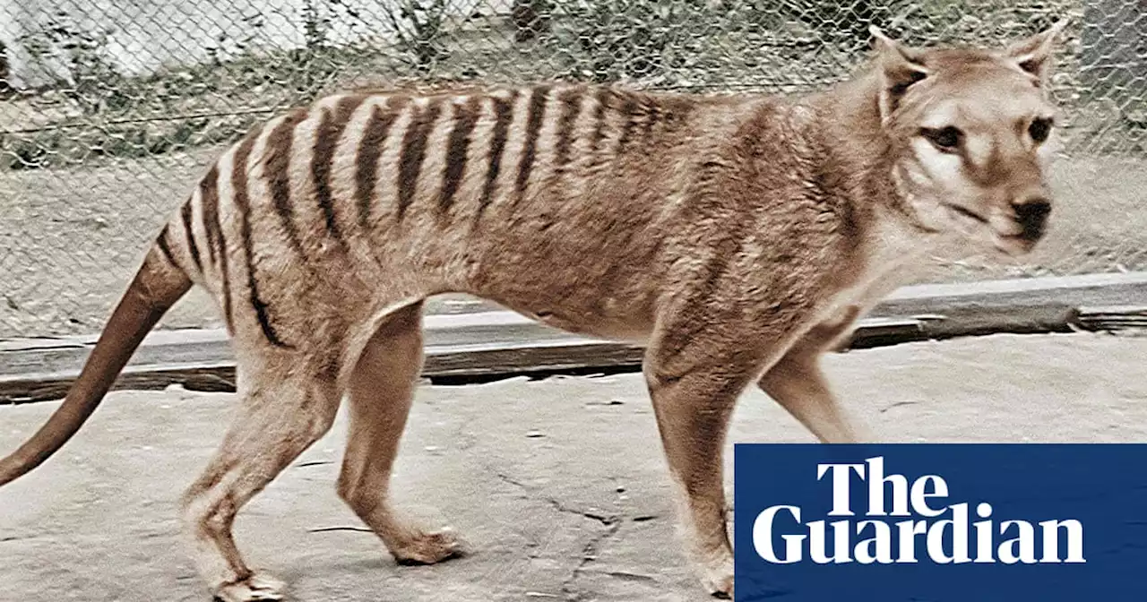 US firm behind Tasmanian tiger ‘de-extinction’ plan uses influencers to promote research