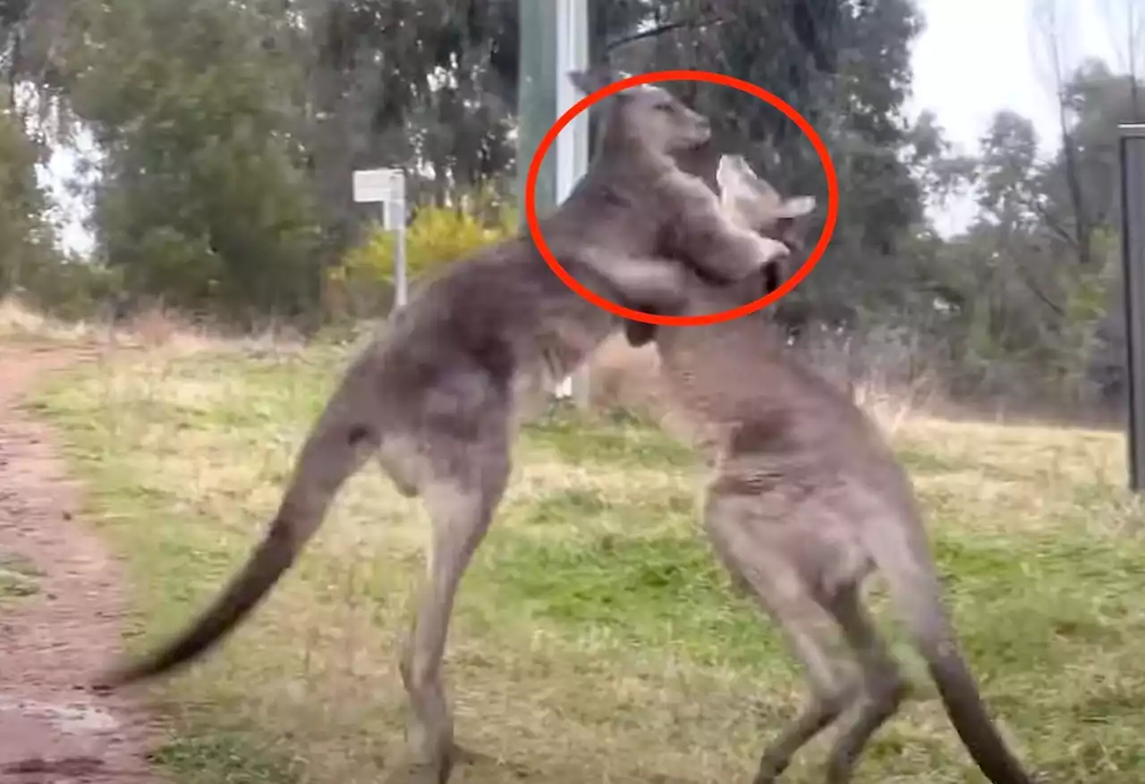 FINISH HIM: Fighting Kangaroo Pulls Wild Move Right Out Of A Video Game