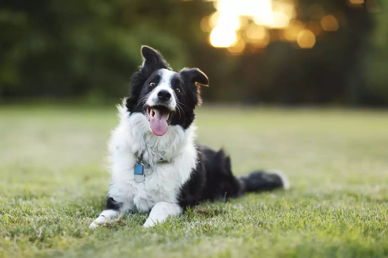 Mysterious Illness Killing Dogs In Michigan Is Identified By State Officials