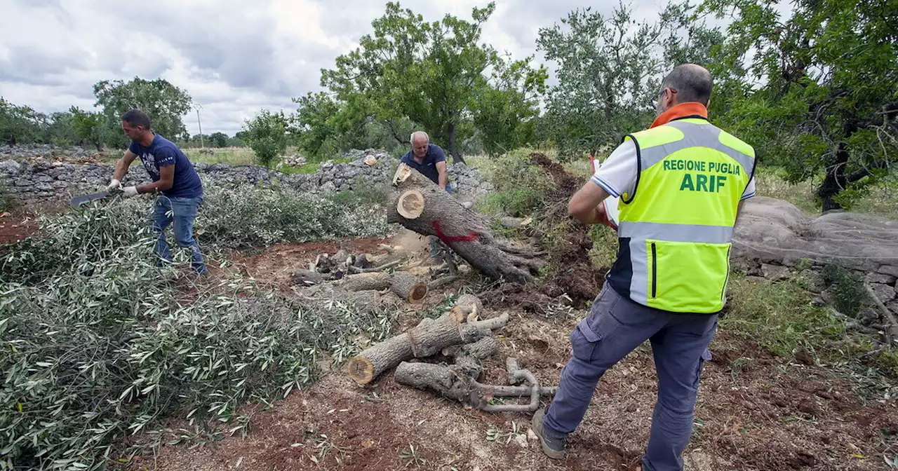 Il Fatto diceva che il batterio della Xylella non uccide gli ulivi, ora dice che si può curare. Due cose non vere