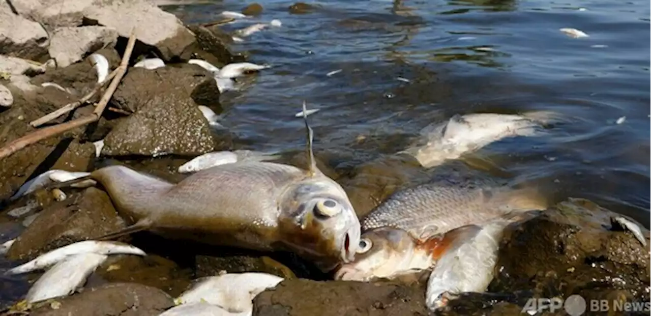 オーデル川の魚大量死、死骸300トン回収 独環境省 - トピックス｜Infoseekニュース