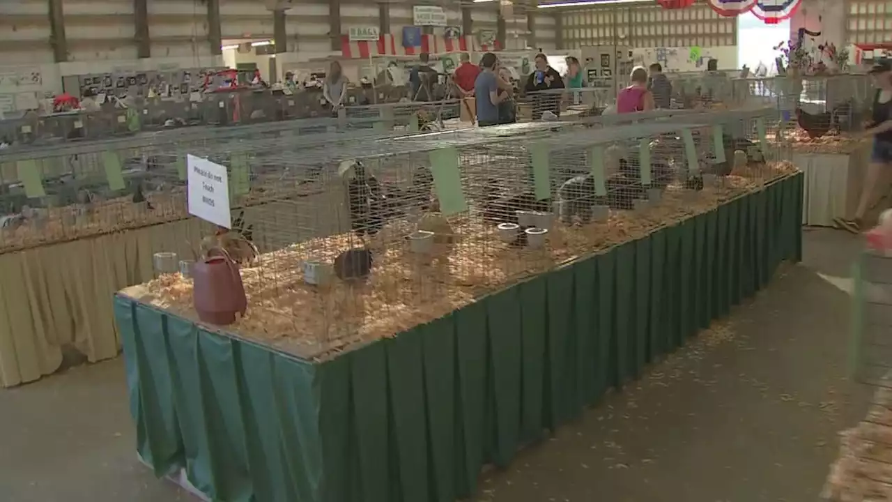 Animal exhibits at fair going on despite avian, swine flu warning