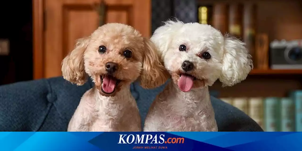 5 Ras Anjing Terbaik untuk Keluarga, Ada Beagle dan Pudel