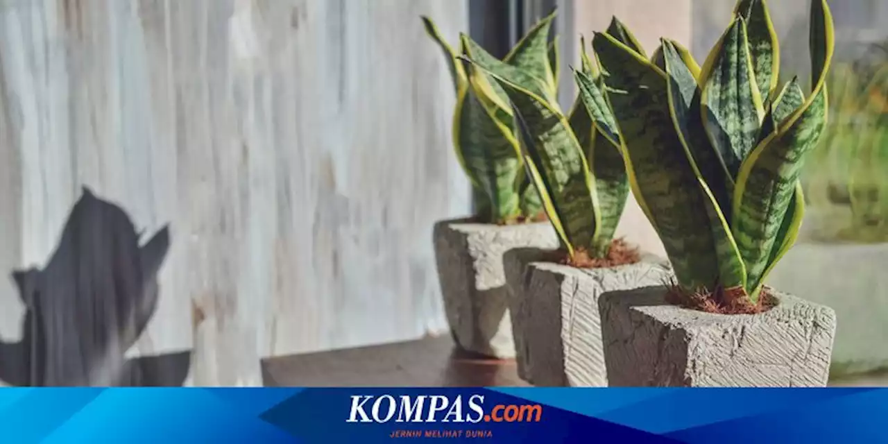 7 Tanaman Hias Ini Tidak Perlu Sering Dirawat, Ada Lidah Mertua