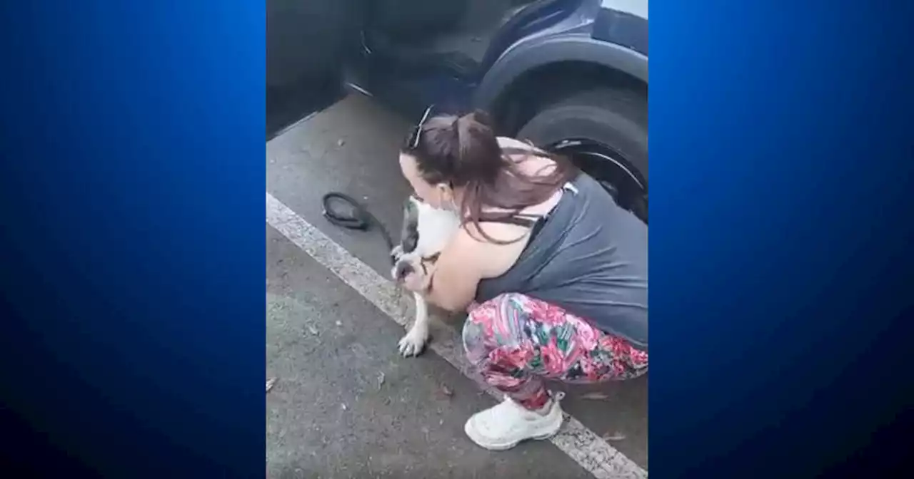 San Jose suspect who stole woman's car, bulldog arrested; victim reunited with pet