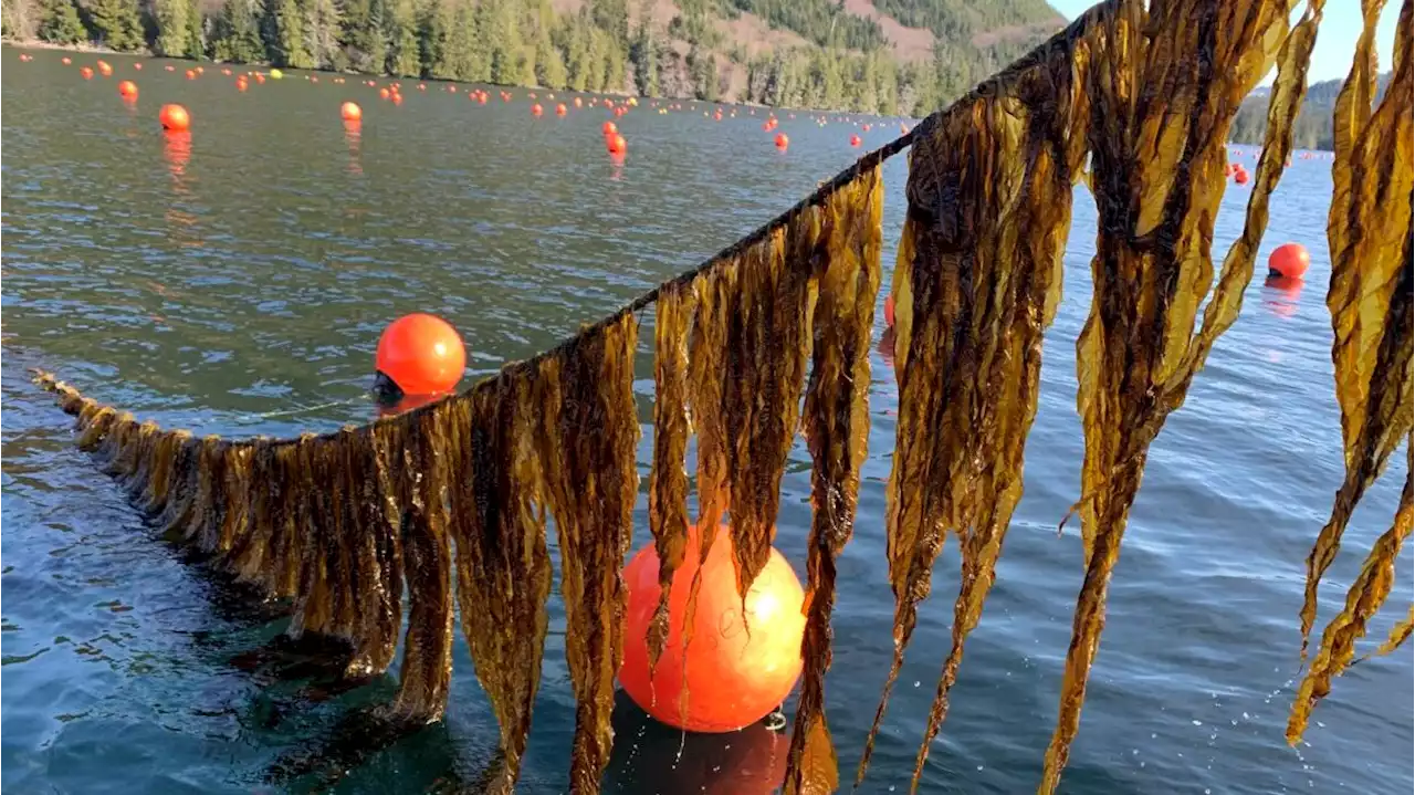 NOAA publishes blueprint for mariculture research in Alaska