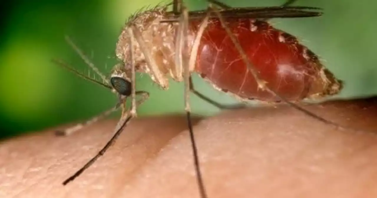 L.A. County confirms its first human cases of West Nile virus this year