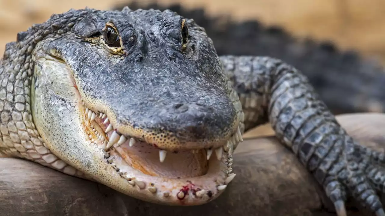 Watch a cannibal alligator chomp down on another gator in jaw-dropping video