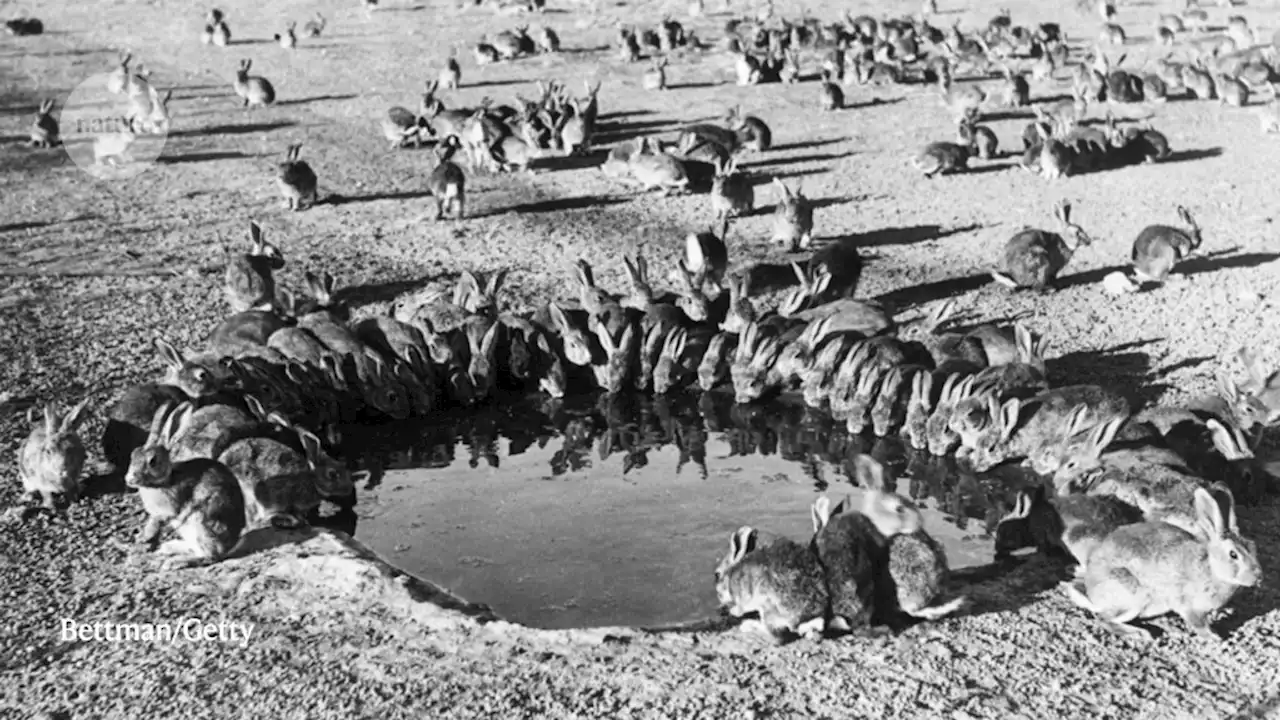 Australia’s catastrophic rabbit invasion sparked by a few dozen British bunnies