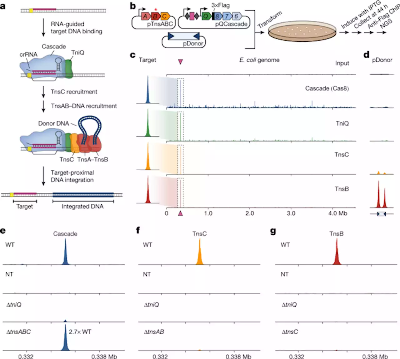 Selective TnsC recruitment enhances the fidelity of RNA-guided transposition - Nature