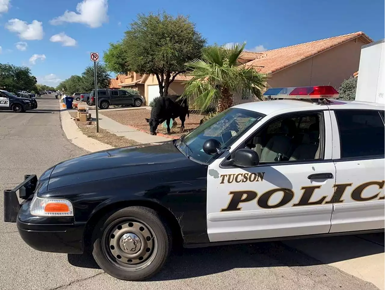 4 Killed in Shooting During Eviction Notice Serving at Tucson Apartment Complex