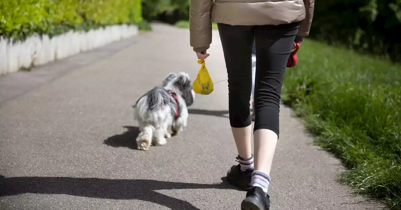 Dog owners could face £100 fines for not carrying poo bags