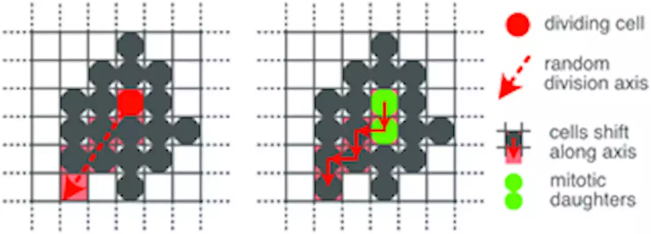 Constructive connectomics: How neuronal axons get from here to there using gene-expression maps derived from their family trees