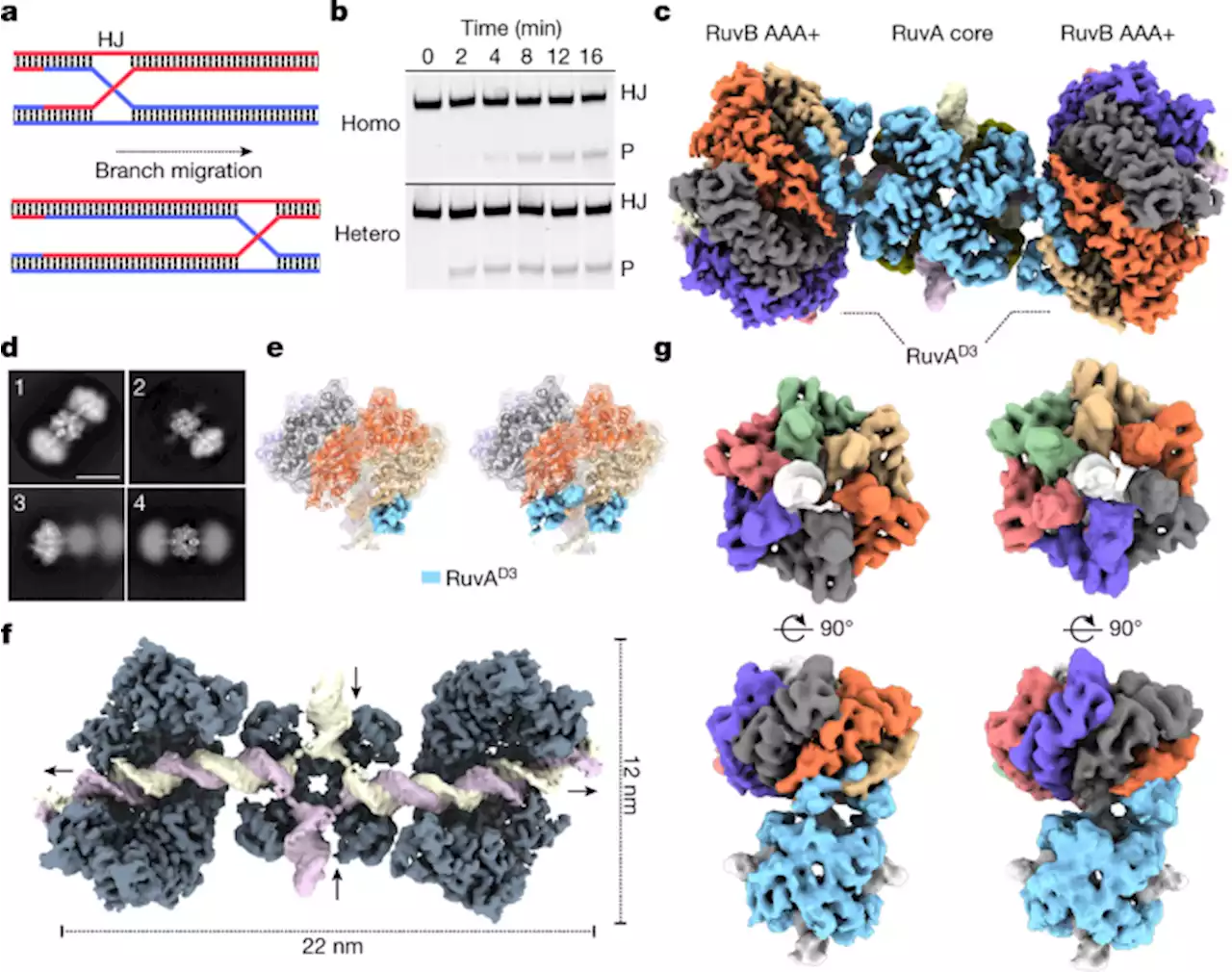 Mechanism of AAA+ ATPase-mediated RuvAB–Holliday junction branch migration - Nature