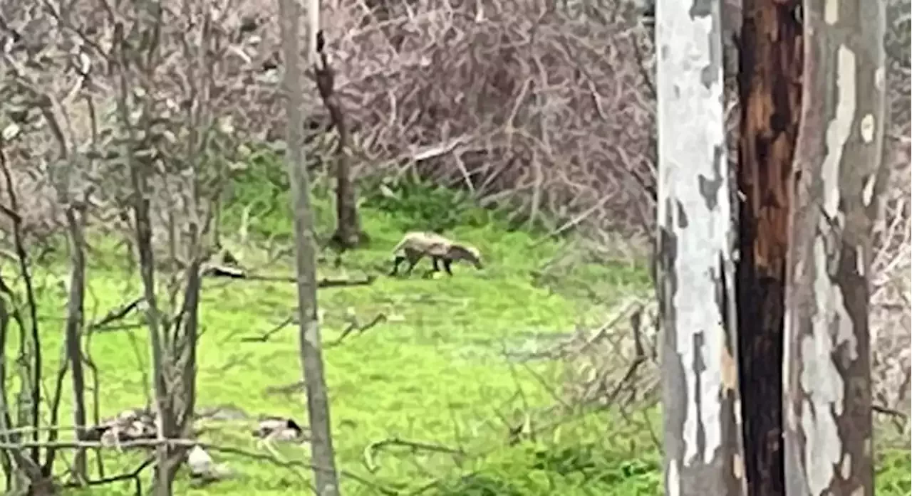 Mulher Acredita Ter Flagrado Lobo Da Tasmânia Mas Biólogo Rechaça Raposa Com Sarna 6156