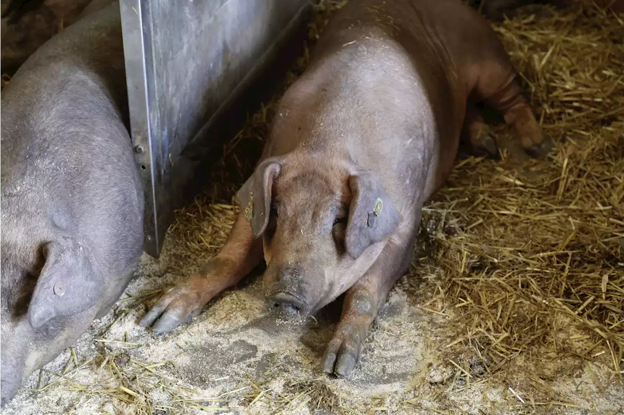 Das Wagyu der Schweine - Schweizer Bauer